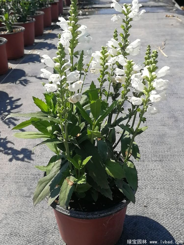 假龍頭花苗盆栽花鏡觀花植物多年生草本雙色盆120