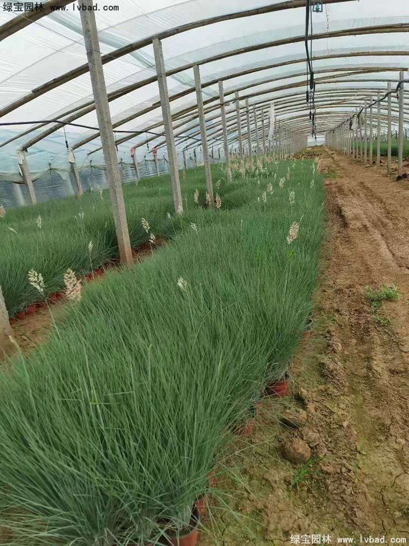 花鏡觀賞草糖蜜草盆栽苗雙色盆加侖盆毛冠草