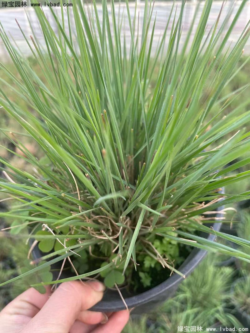 花鏡觀賞草糖蜜草盆栽苗雙色盆加侖盆毛冠草