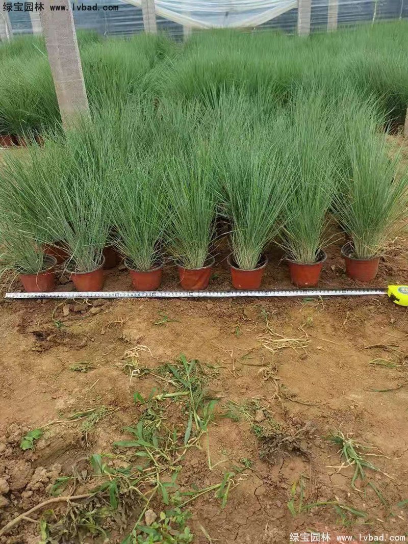 花鏡觀賞草糖蜜草盆栽苗雙色盆加侖盆毛冠草