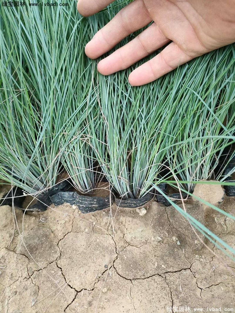 花鏡觀賞草糖蜜草盆栽苗雙色盆加侖盆毛冠草