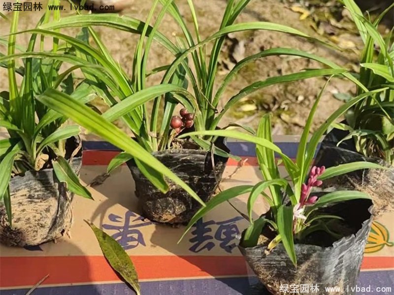 花鏡耐陰植物多年生吉祥草常綠草本