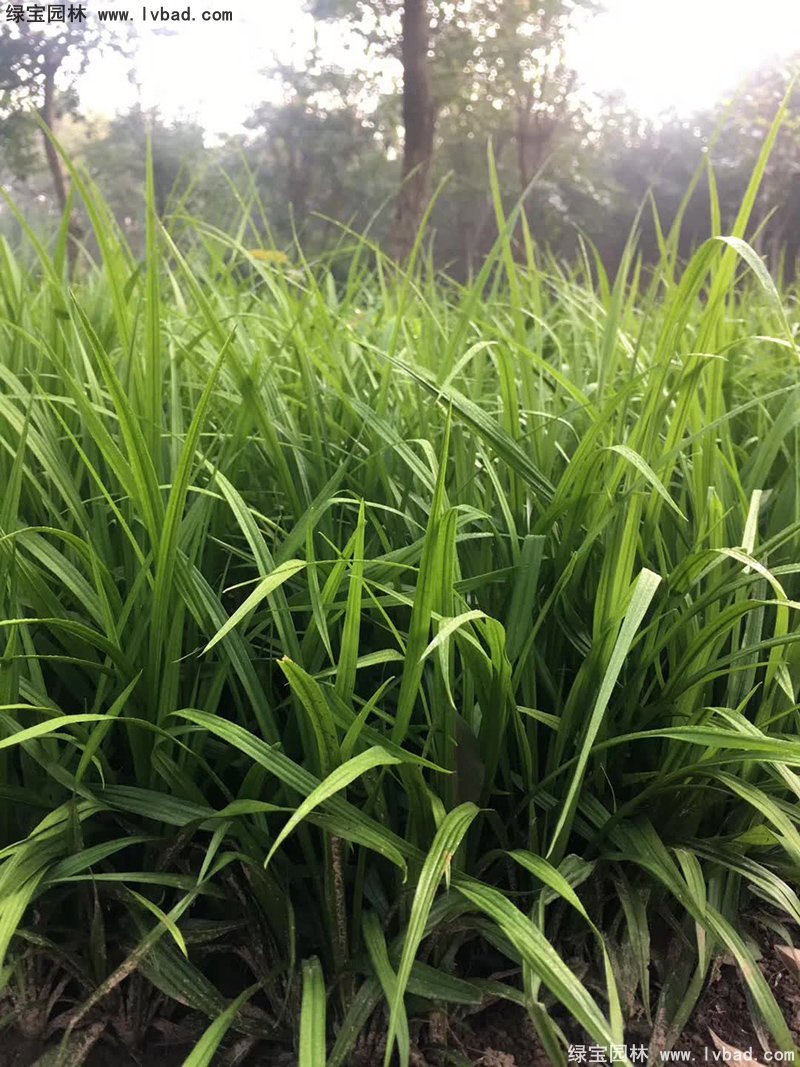 花鏡耐陰植物多年生吉祥草常綠草本