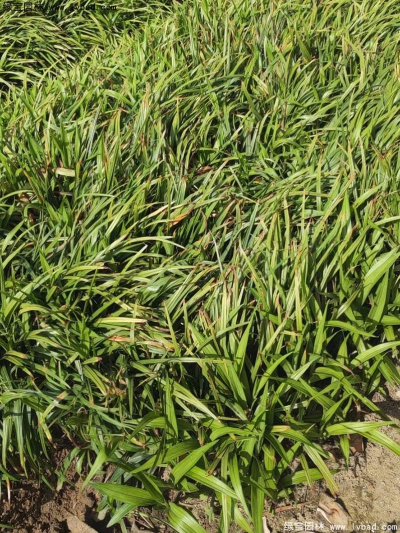 花鏡耐陰植物多年生吉祥草常綠草本