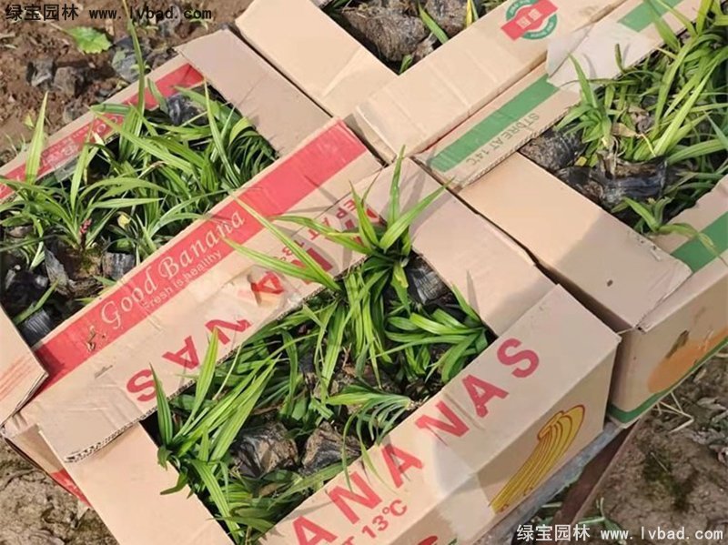 花鏡耐陰植物多年生吉祥草常綠草本