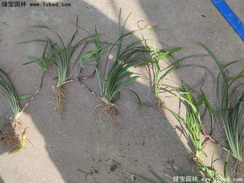 花鏡耐陰植物多年生吉祥草常綠草本