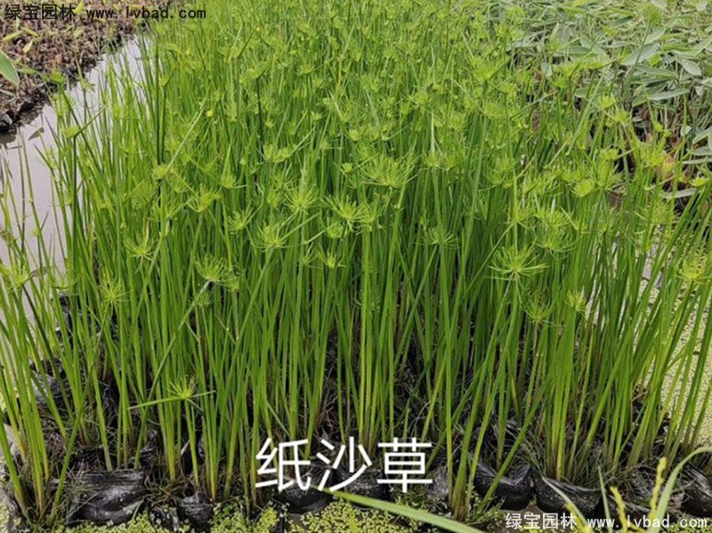 紙莎草水生植物凈化污水綠植花卉草本多年生盆栽苗