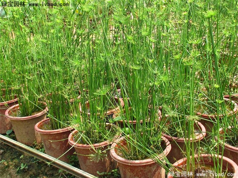 紙莎草水生植物凈化污水綠植花卉草本多年生盆栽苗