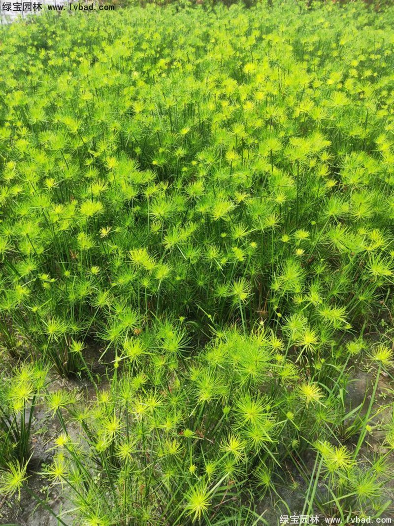 紙莎草水生植物凈化污水綠植花卉草本多年生