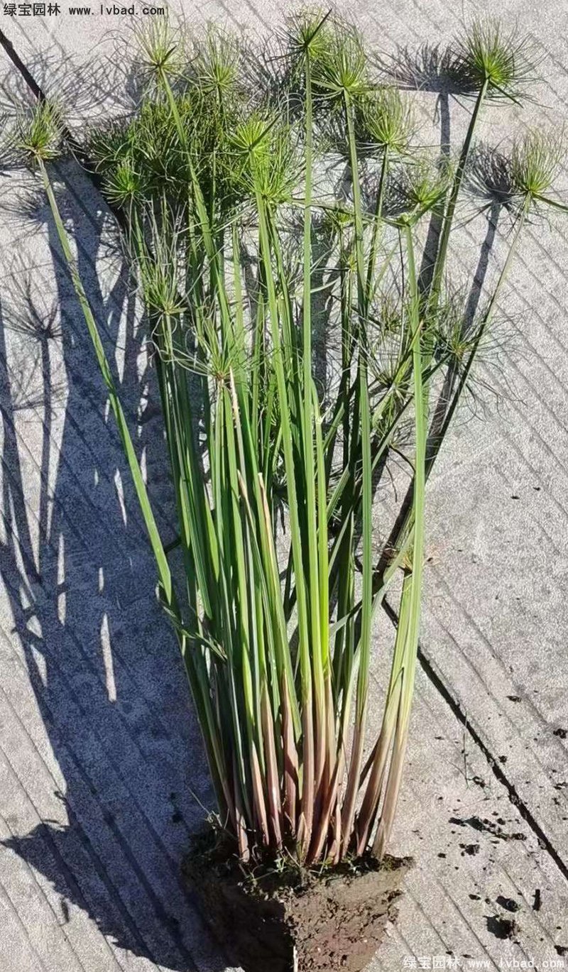 紙莎草水生植物凈化污水綠植花卉草本多年生地苗
