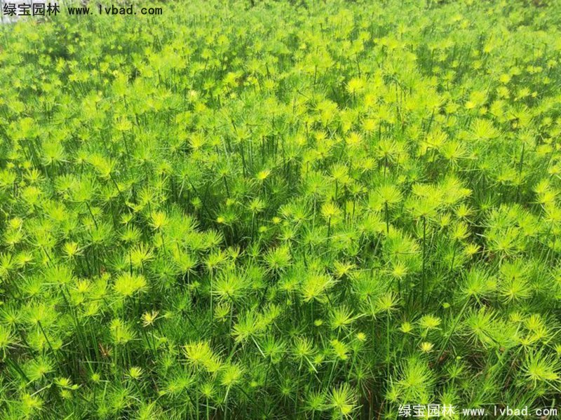 紙莎草水生植物凈化污水綠植花卉草本多年生