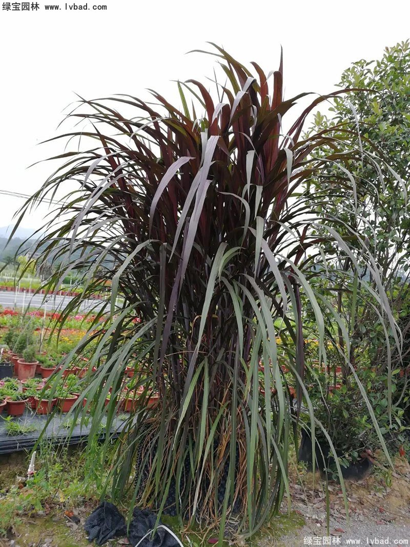 紅象草紫色象草高大花鏡草本植物