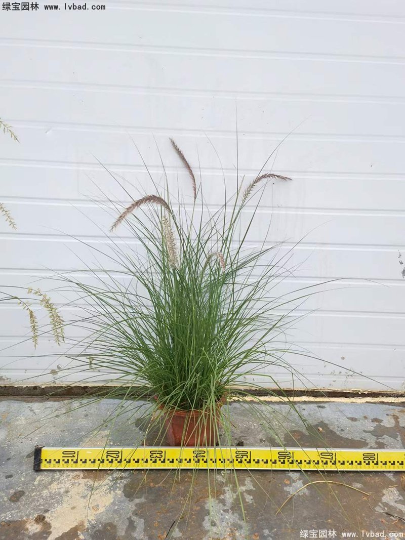 耐熱型花鏡草本植物<a href='http://m.wuzhouwash.com/huajingzhiwu/56164.html' target='_blank'>金紅羽狼尾草</a>
