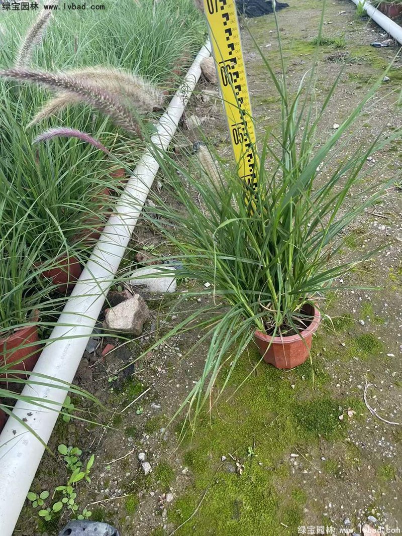 耐熱型花鏡草本植物<a href='http://m.wuzhouwash.com/huajingzhiwu/56164.html' target='_blank'>金紅羽狼尾草</a>