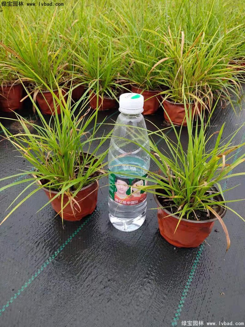 耐熱型花鏡草本植物金紅羽<a href='http://m.wuzhouwash.com/mucaozhongzi/1687.html' target='_blank'>狼尾草</a>