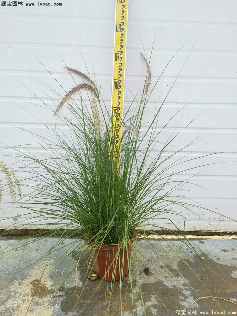 耐熱型花鏡草本植物金紅羽<a href='http://m.wuzhouwash.com/mucaozhongzi/1687.html' target='_blank'>狼尾草</a>
