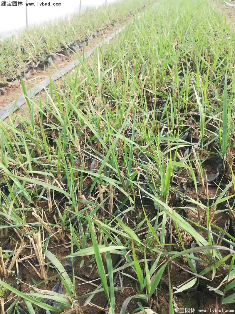 紅知風(fēng)畫(huà)眉草花鏡觀賞草