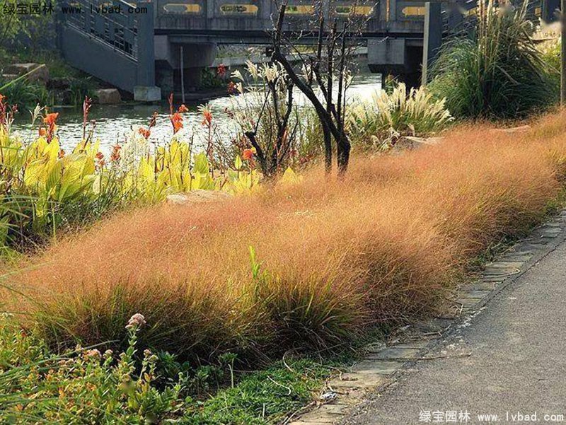 紅知風(fēng)畫(huà)眉草花鏡觀賞草