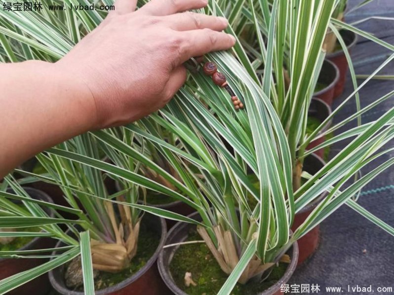 花葉蒲葦茅草類(lèi)觀賞花鏡草本大草