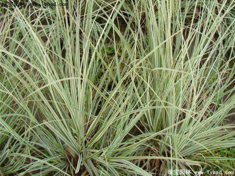 花葉蒲葦茅草類(lèi)觀賞花鏡草本大草