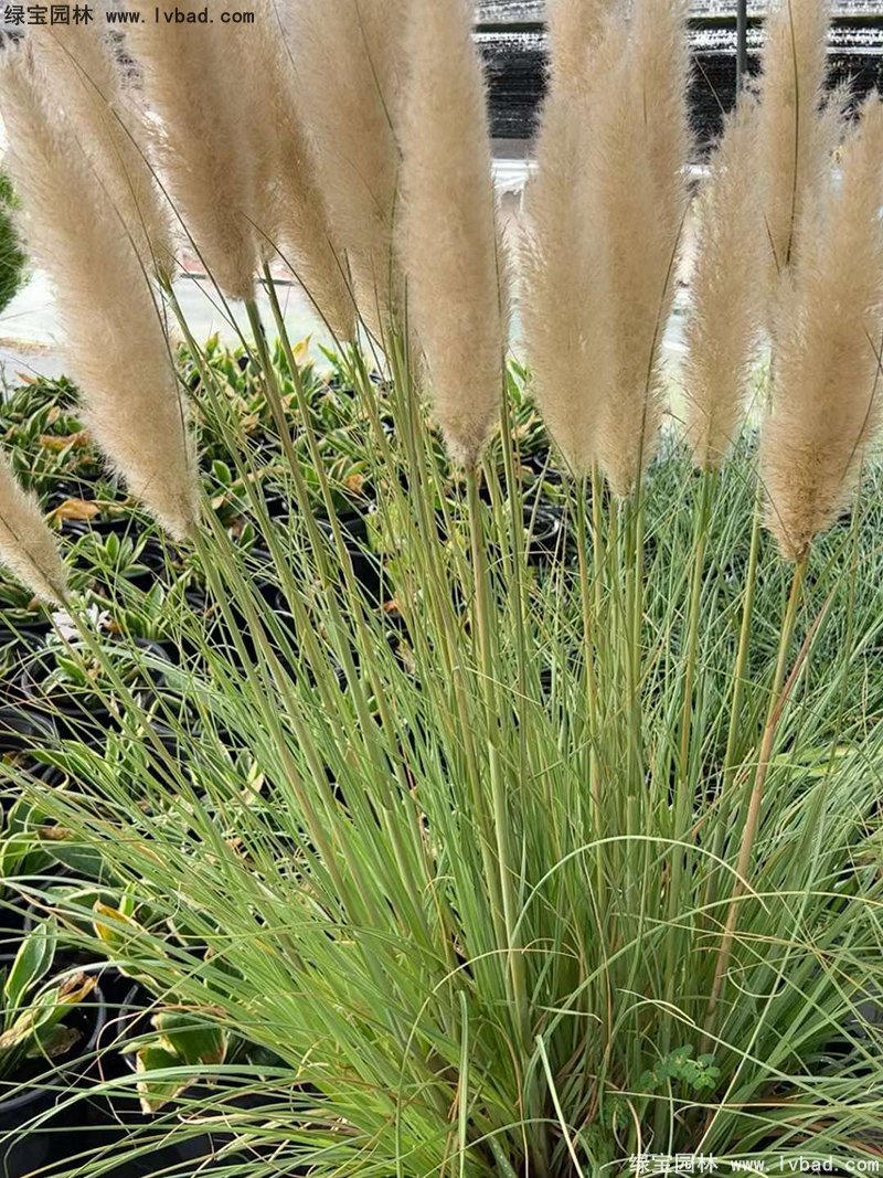 矮蒲葦花鏡觀賞草大草冬季欣賞草本花卉植物