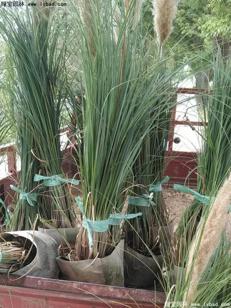 矮蒲葦花鏡觀賞草大草冬季欣賞草本花卉植物