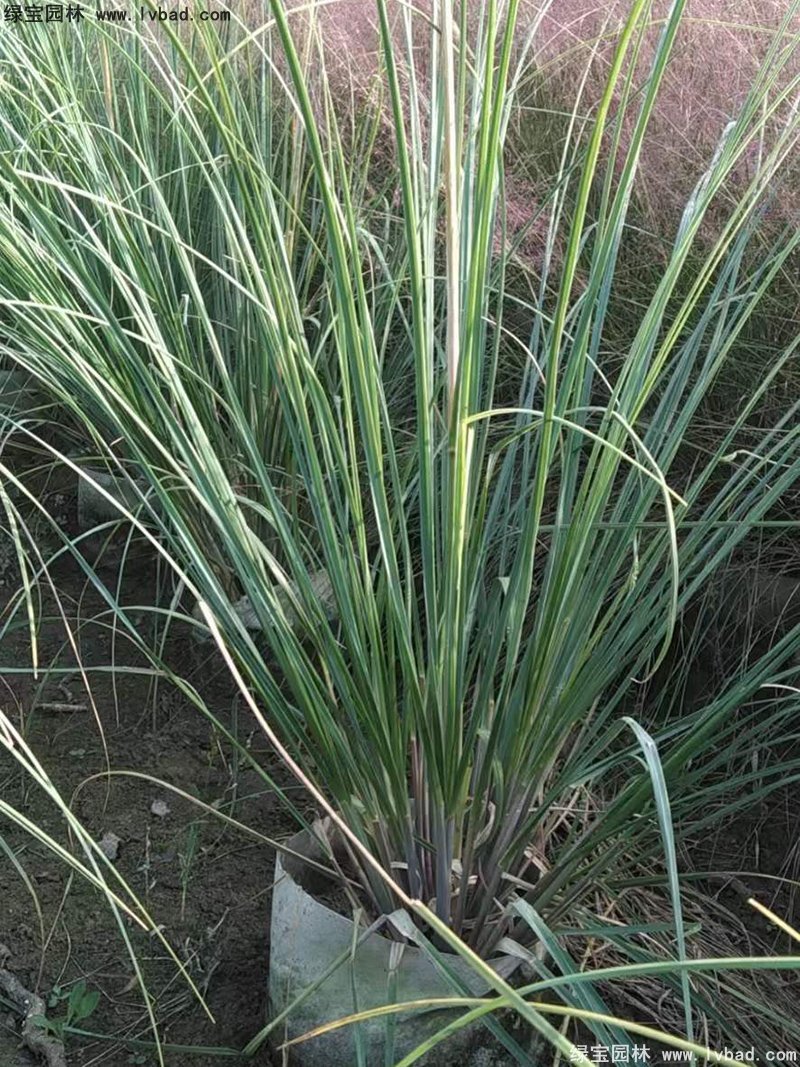 矮蒲葦花鏡觀賞草大草冬季欣賞草本花卉植物