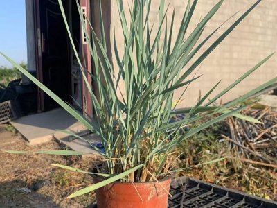 藍冰麥