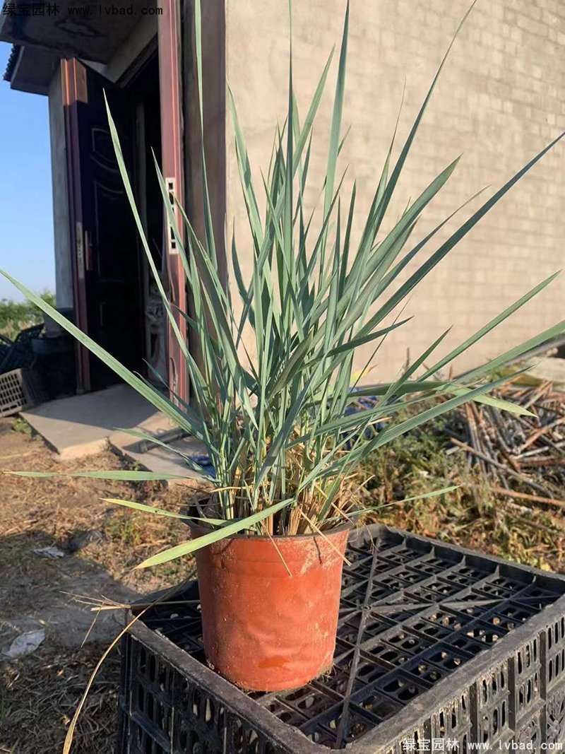 藍(lán)冰麥多年生草本藍(lán)色花鏡觀賞草植物
