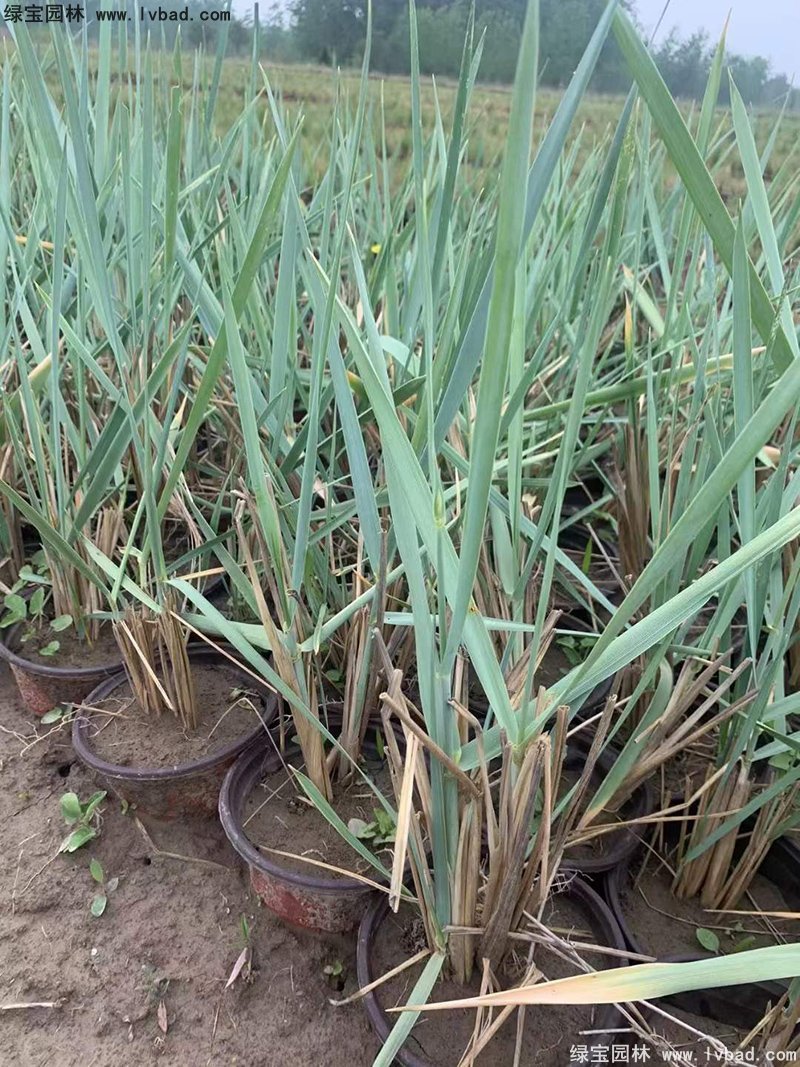 藍(lán)冰麥多年生草本藍(lán)色花鏡觀賞草植物
