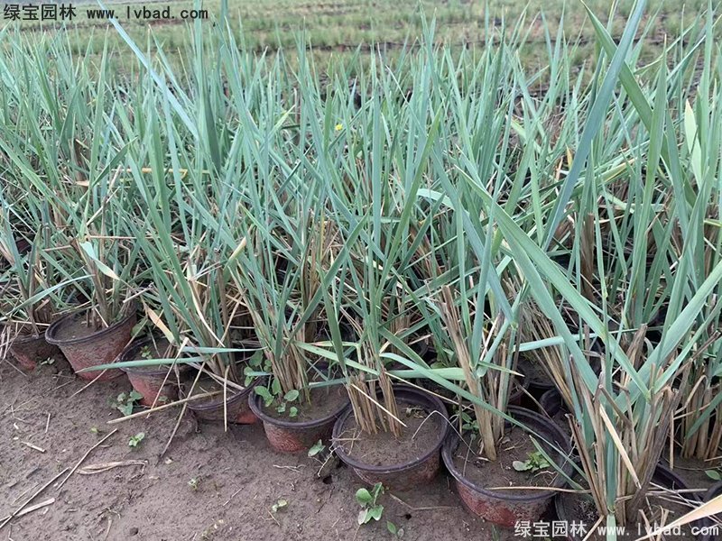 藍(lán)冰麥多年生草本藍(lán)色花鏡觀賞草植物
