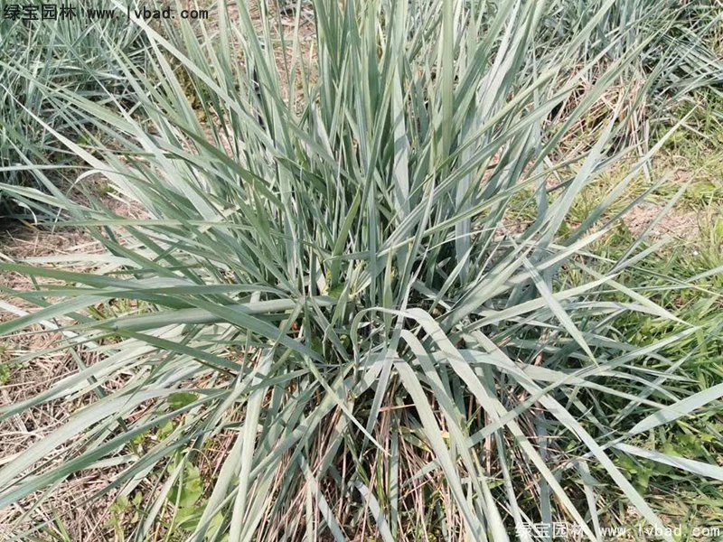 藍(lán)冰麥多年生草本藍(lán)色花鏡觀賞草植物