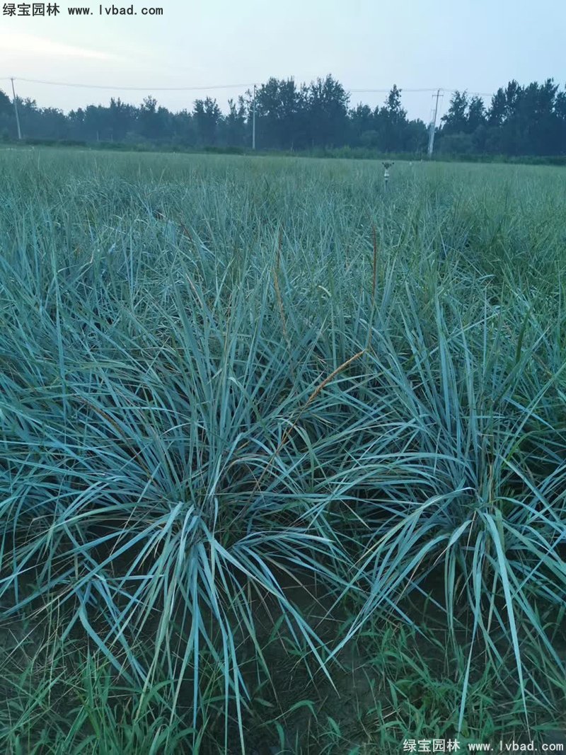 藍(lán)冰麥多年生草本藍(lán)色花鏡觀賞草植物