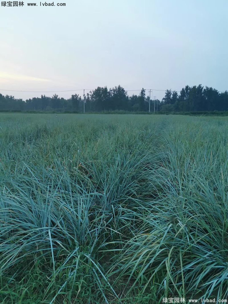 藍(lán)冰麥多年生草本藍(lán)色花鏡觀賞草植物