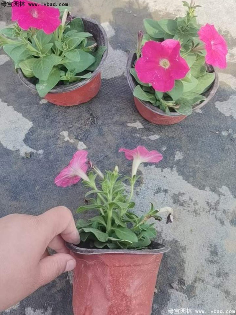 玫紅色日本矮牽牛盆栽花鏡擺花植物草本