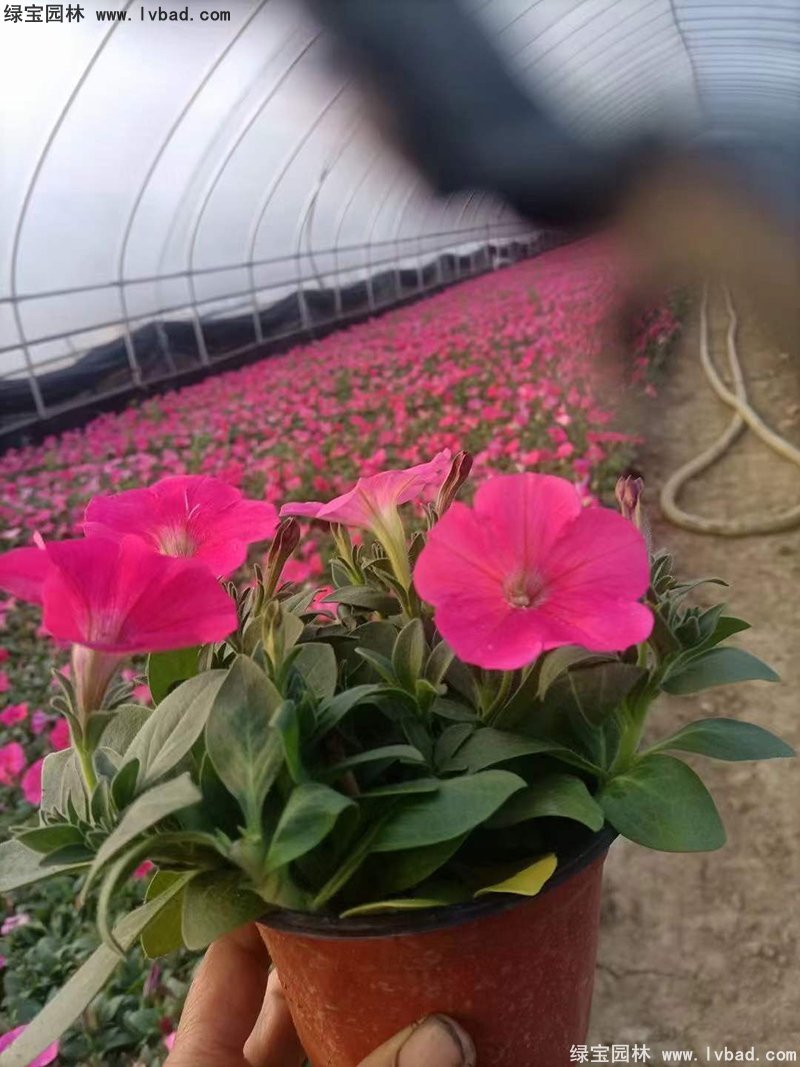 玫紅色日本矮牽牛盆栽花鏡擺花植物草本