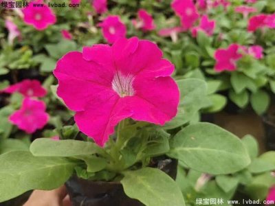矮牽牛