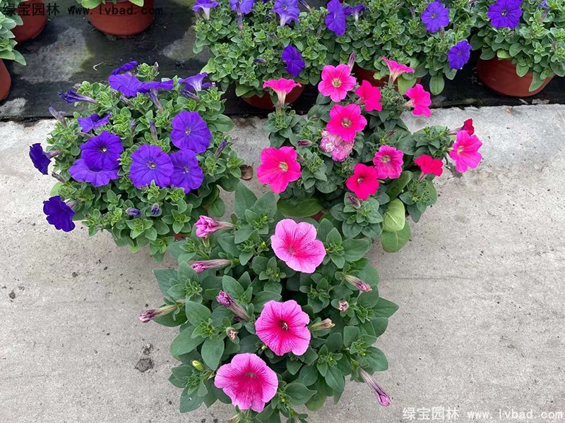 藍(lán)色日本矮牽牛盆盆栽花鏡擺花植物草本