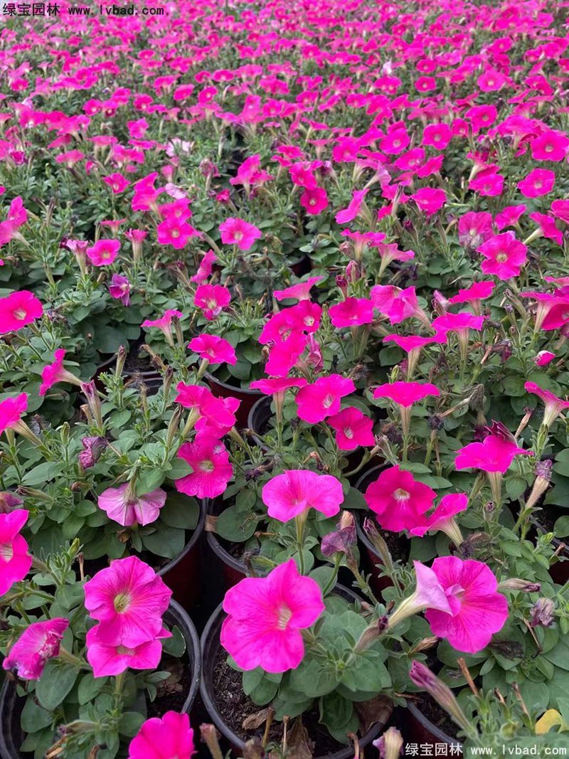 日本矮牽牛盆栽花鏡擺花植物草本