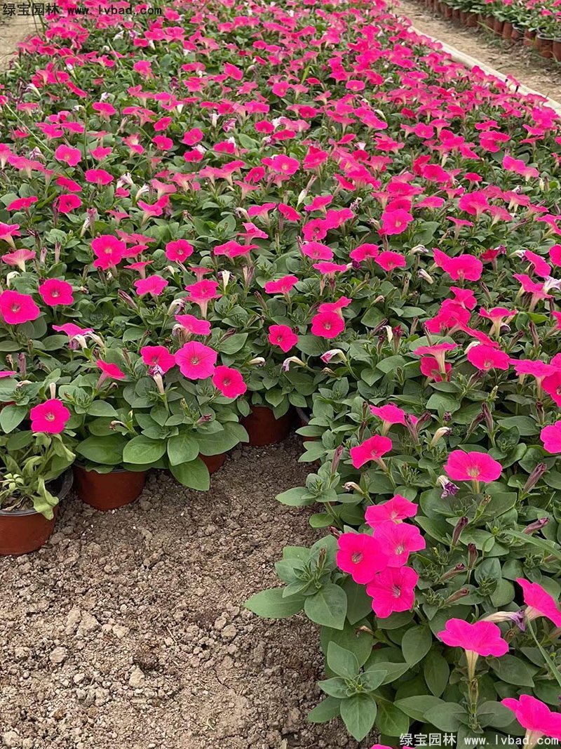 日本矮牽牛盆栽花鏡擺花植物草本