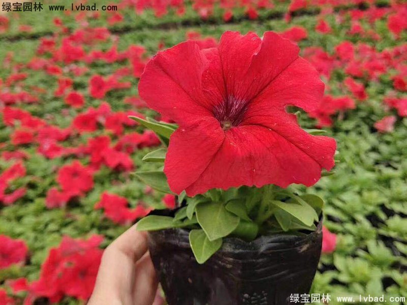 大紅色日本矮牽牛盆栽花鏡擺花植物草本