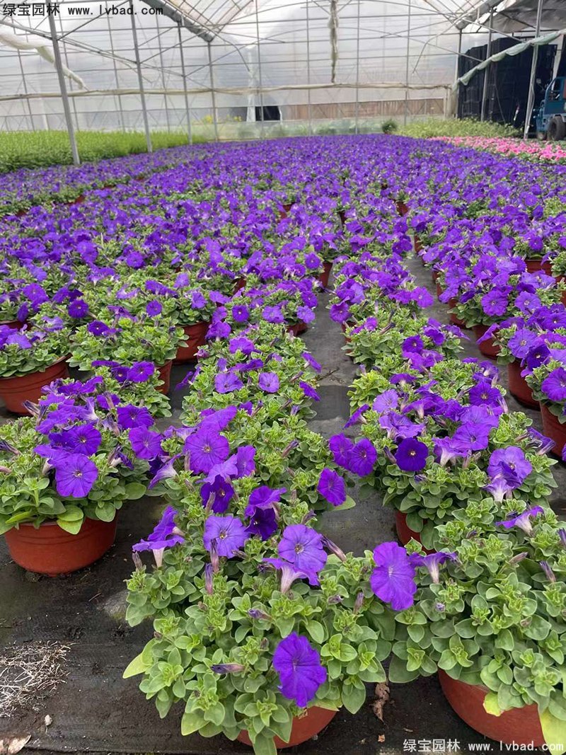 藍(lán)色日本矮牽牛盆盆栽花鏡擺花植物草本