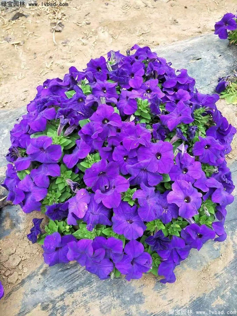 藍(lán)色日本矮牽牛盆盆栽花鏡擺花植物草本