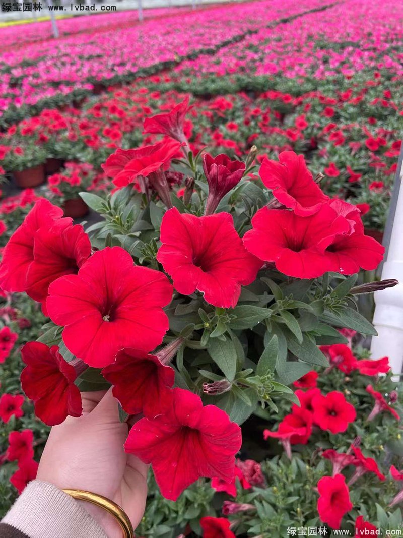 大紅色日本矮牽牛180雙色盆盆栽花鏡擺花植物草本