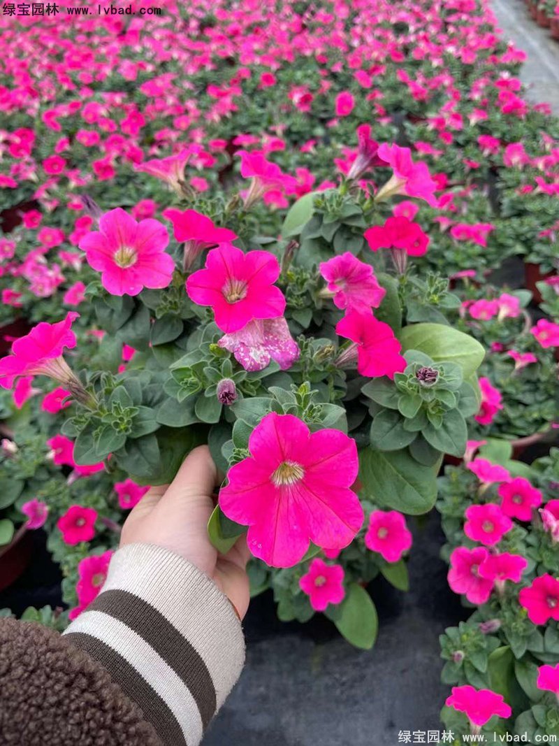 日本矮牽牛盆栽花鏡擺花植物草本