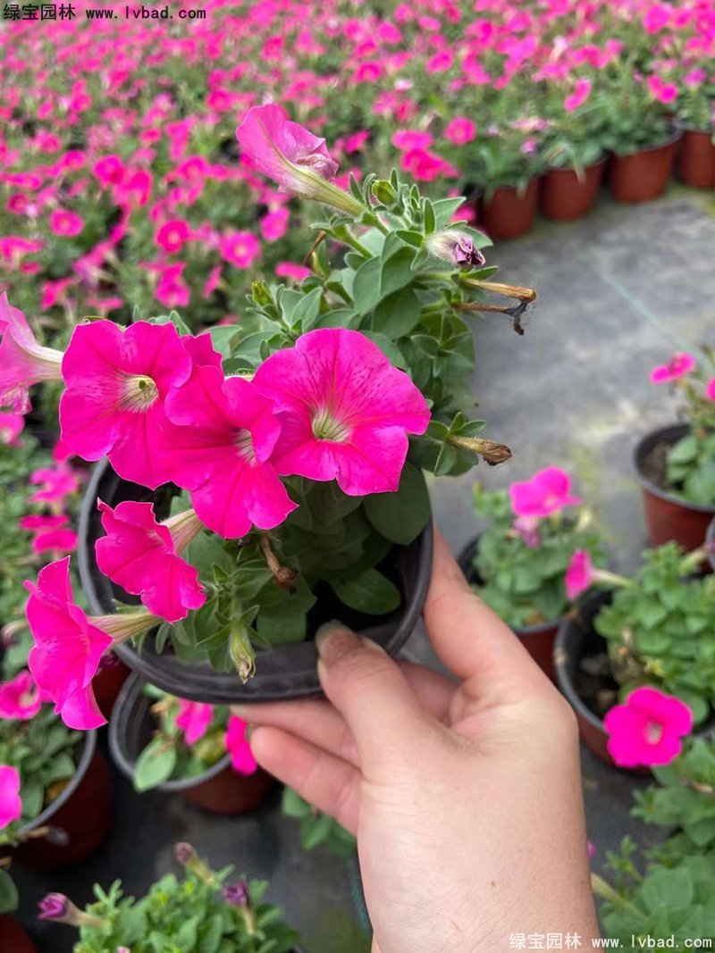 玫紅色日本矮牽牛盆栽花鏡擺花植物草本