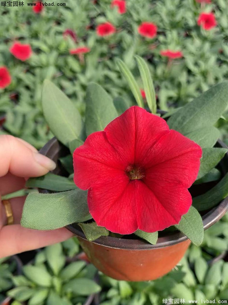 大紅色日本矮牽牛120雙色盆盆栽花鏡擺花植物草本