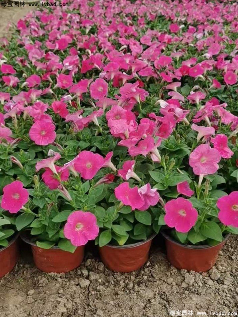 日本矮牽牛盆栽花鏡擺花植物草本