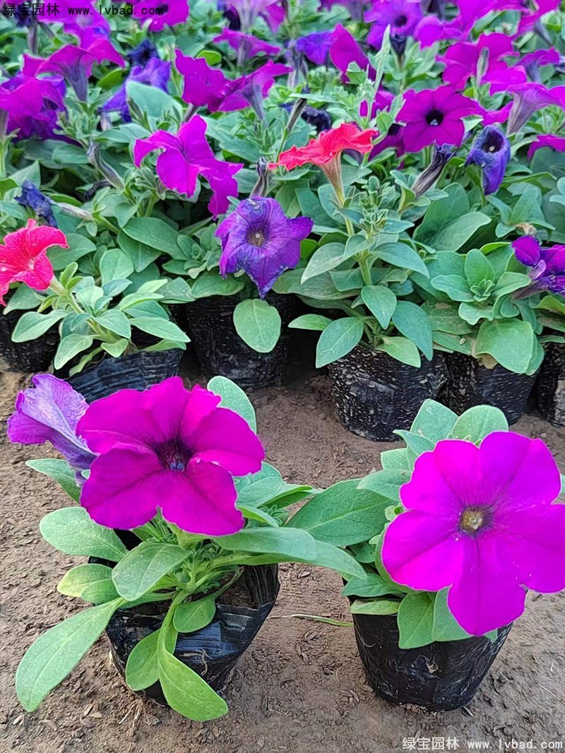 紫色日本矮牽牛盆盆栽花鏡擺花植物草本