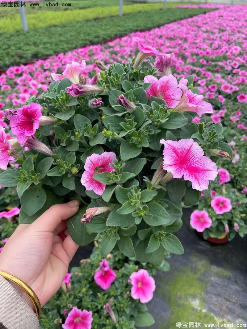 日本矮牽牛盆栽花鏡擺花植物草本